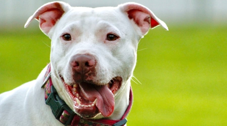 Pitbull with white coat exercising.