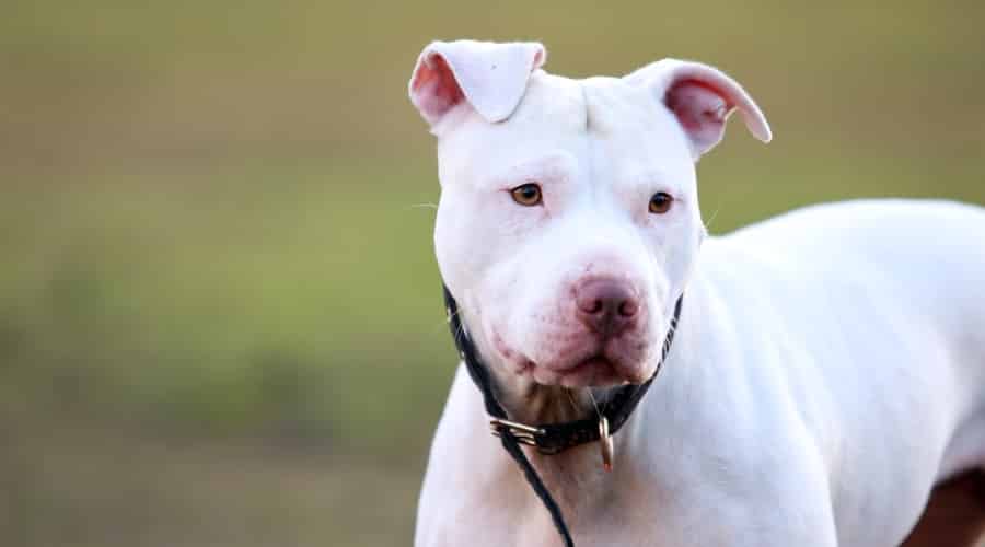 Pitbull with white coat outdoors exercising on leash.