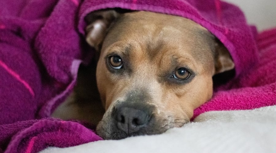 Pitbull wrapped in Towel