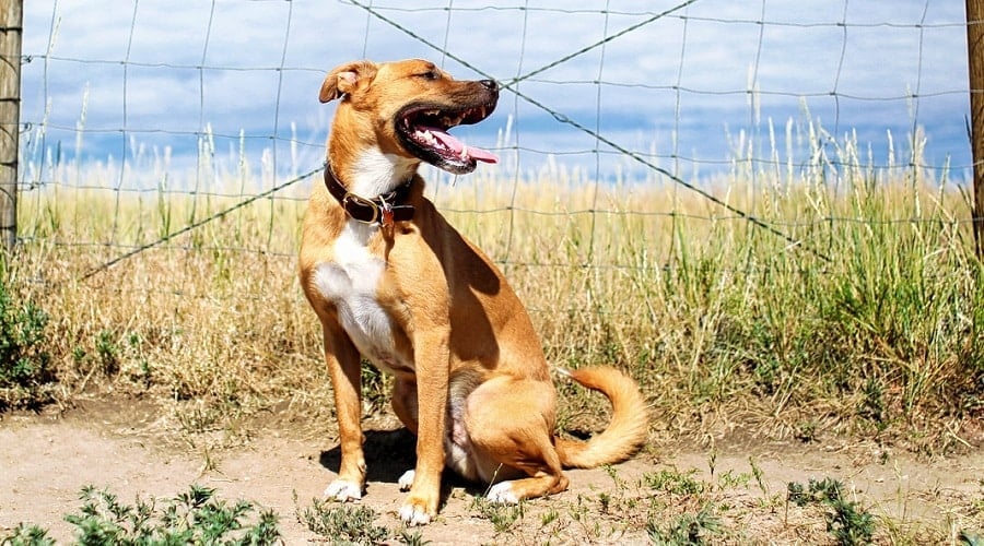 Pittie GSD sitting near fence