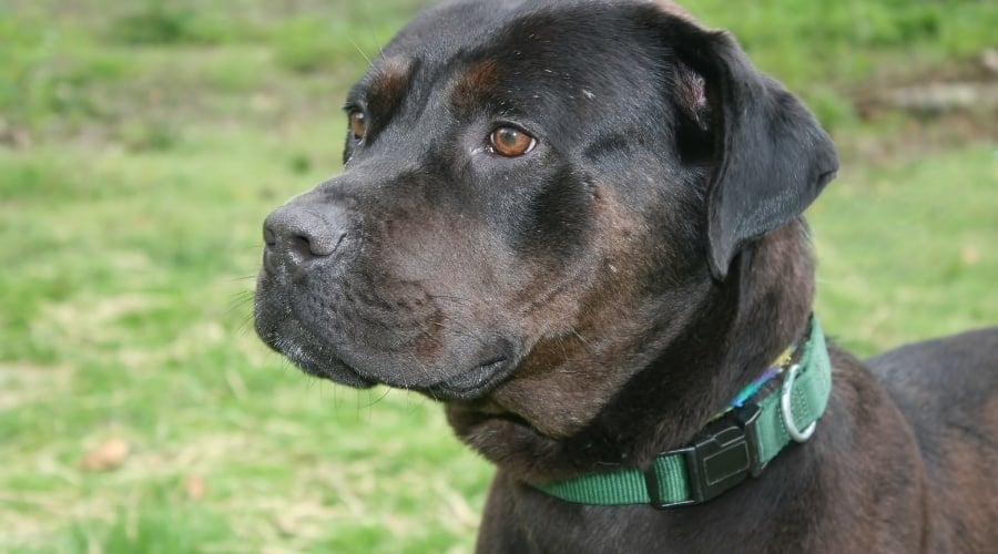 Pitweiler Looking at Camera