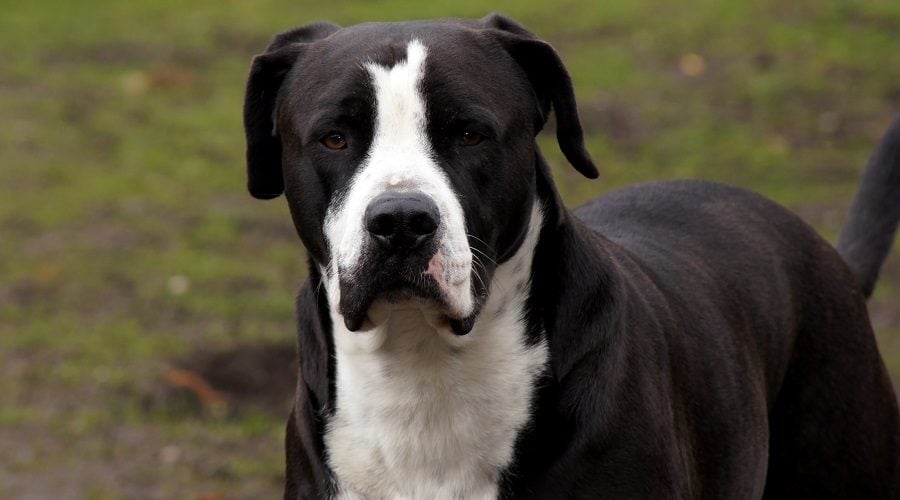 Pitweiler