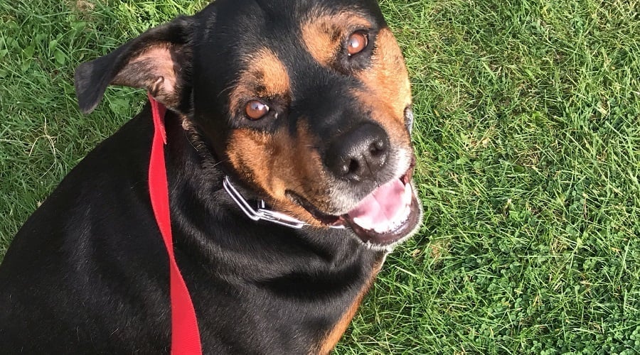 Pitweiler
