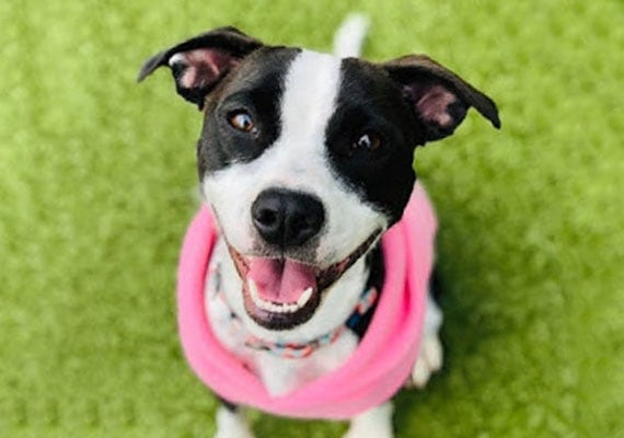Pixie, the Pit Bull mix, no-spill dog bowl tester