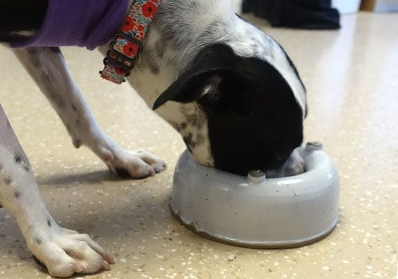 Pixie, the Pit Bull mix, testing ceramic no-spill dog bowl