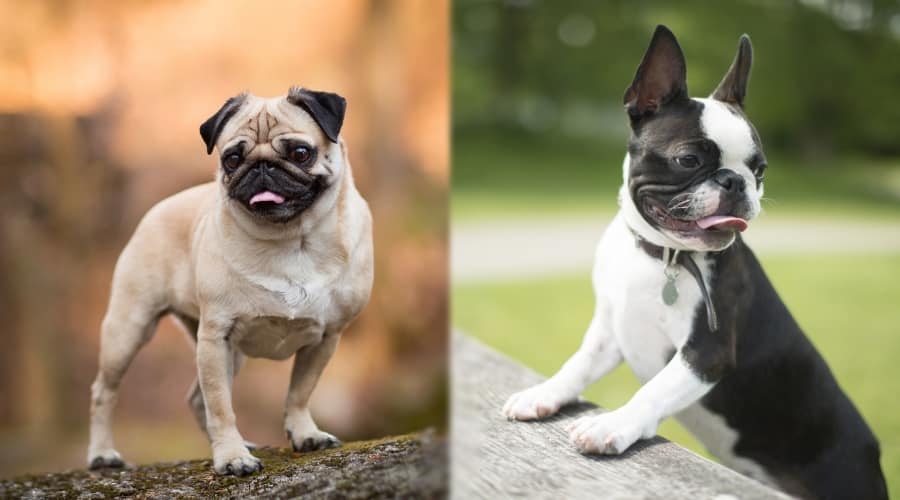 Playful Dogs Outdoors