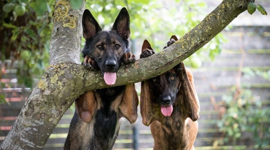 Playful German Shepherd and Dutch Shepherd
