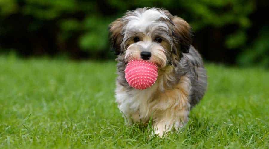 Playful Havanese puppy dog brings a pink ball towards the camera in the grass