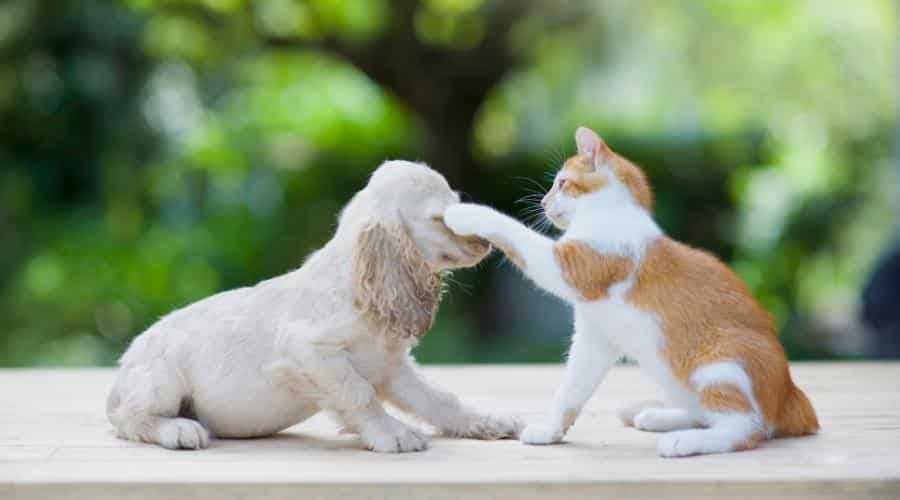 Playful puppy playing with kitten