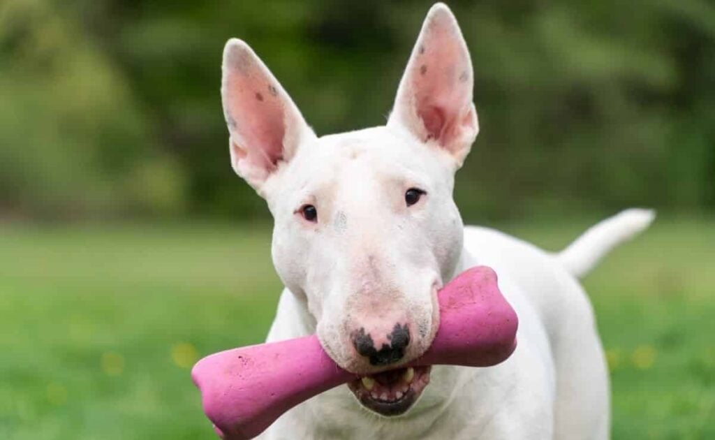 Playful white Bull Terrier dog with pink toy, funny portrait