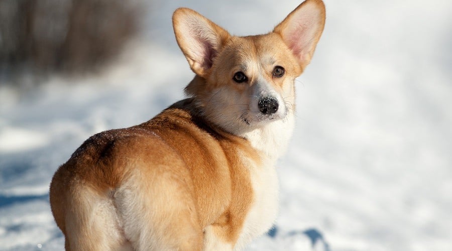 Playing in Snow