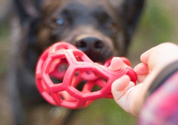 Playing tug-of-war with dog using JW HOL-ee roller ball as tug toy