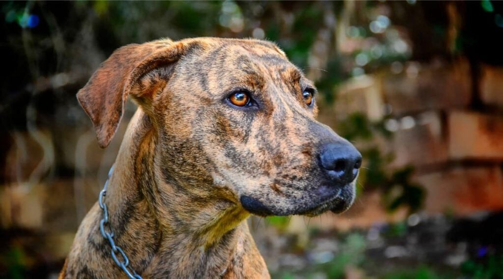Plott Hound Breed face close up