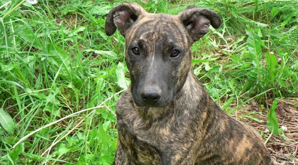 Plott Hound Coat and face up close sitting in grass