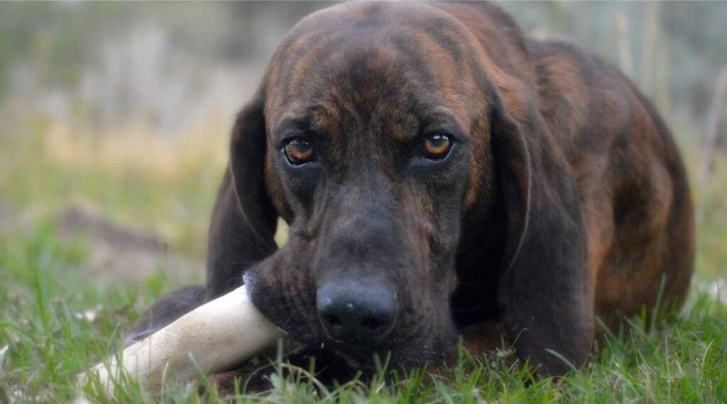 Plott Hound laying down eating a bone