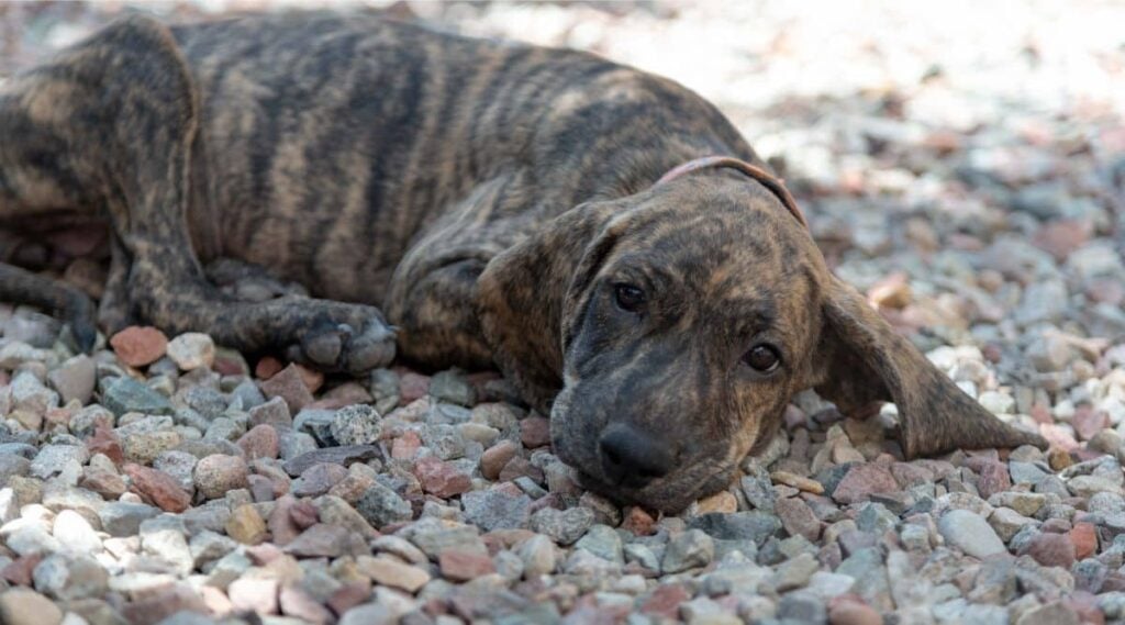 Plott Hound Rescue laying on gravel road