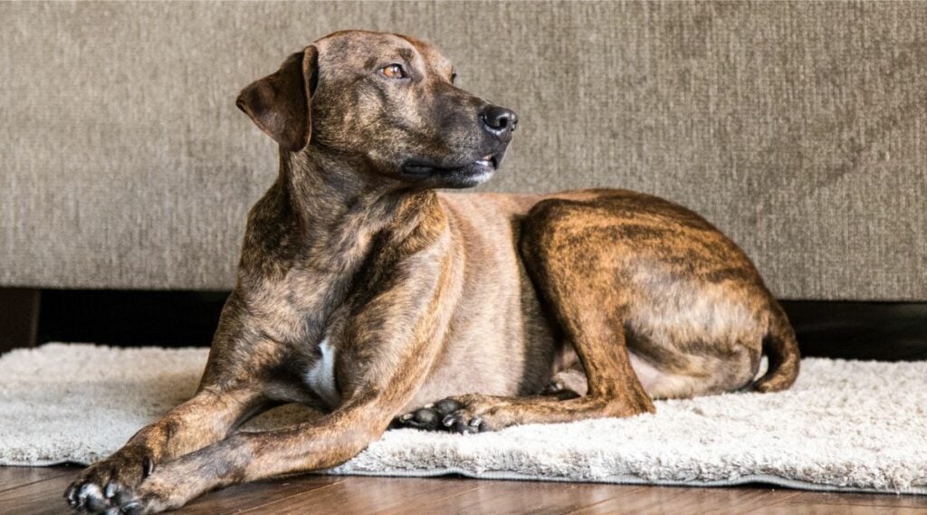 Plott Hound Training at home sitting on a rug