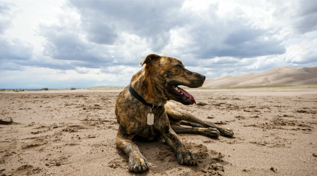 Plott Hound dog laying on a sandy beach