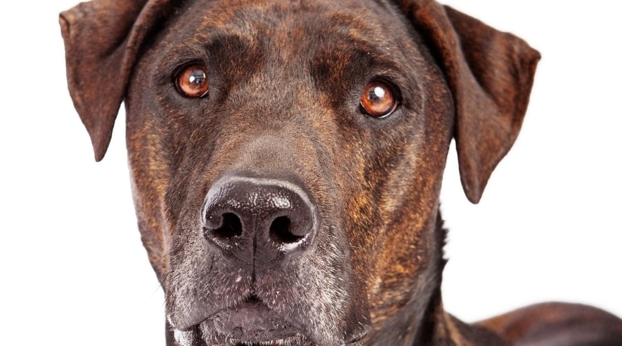 Plottador At Rescue Shelter