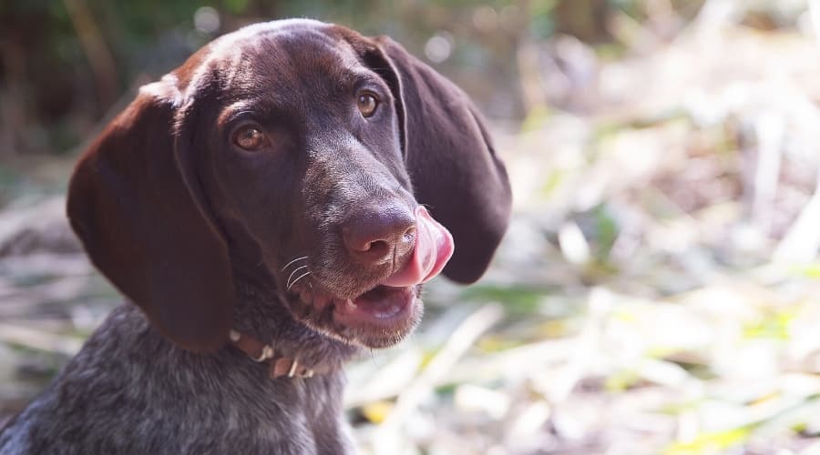 Pointer Dog Licking His Lips