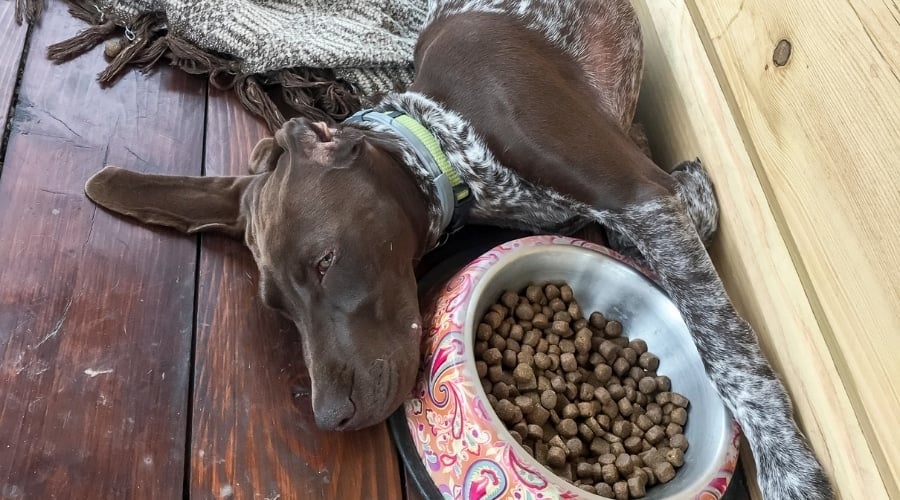 Pointer Next to Food Bowl