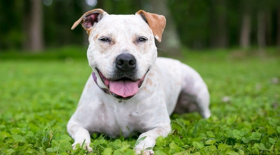 Pointer Pitbull Terrier Mix