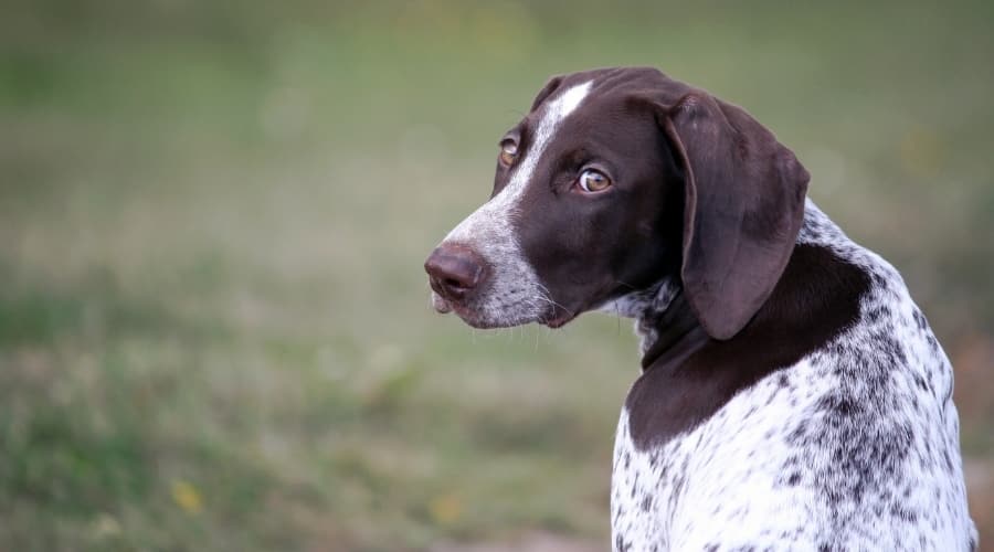 Pointer Puppy Looking at Camera