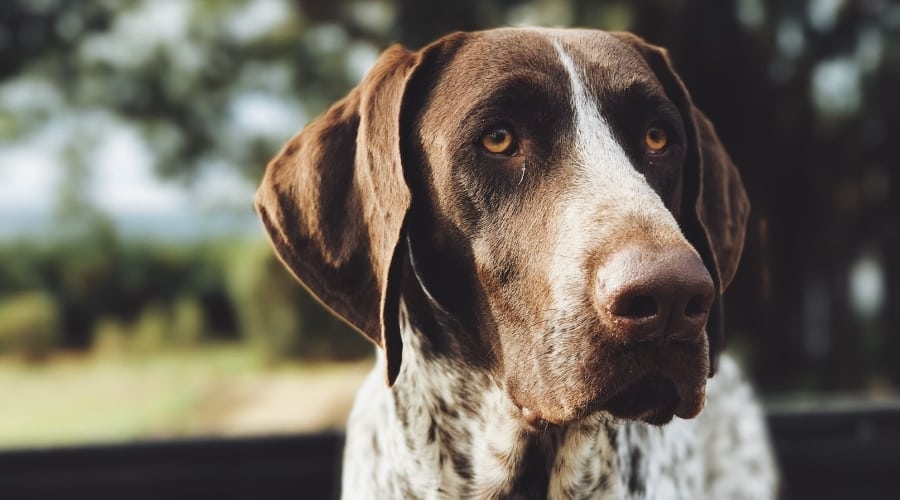Pointer Rescue Dog Outdoors