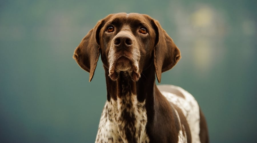 Pointer on a Hunting Trip