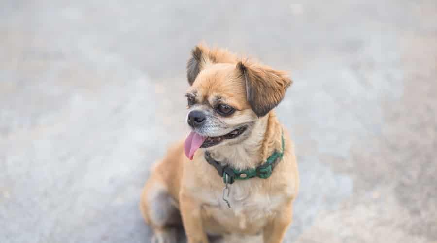 Pom A Pug Mix