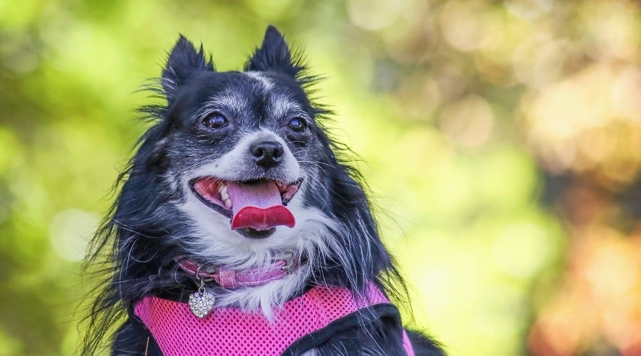 Pom Boston Mix