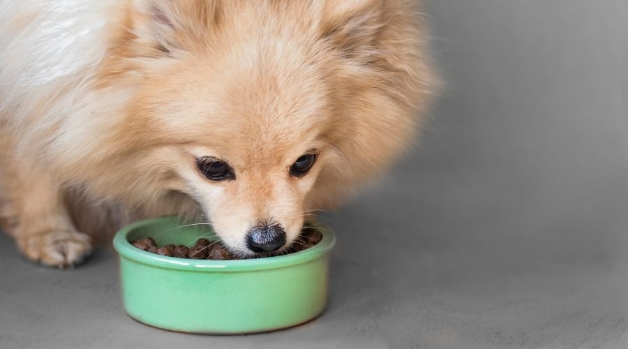 Pomeranian Eating From Green Bowl