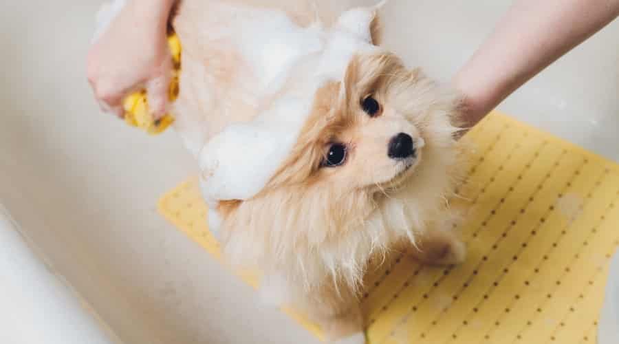Pomeranian Getting a Bath