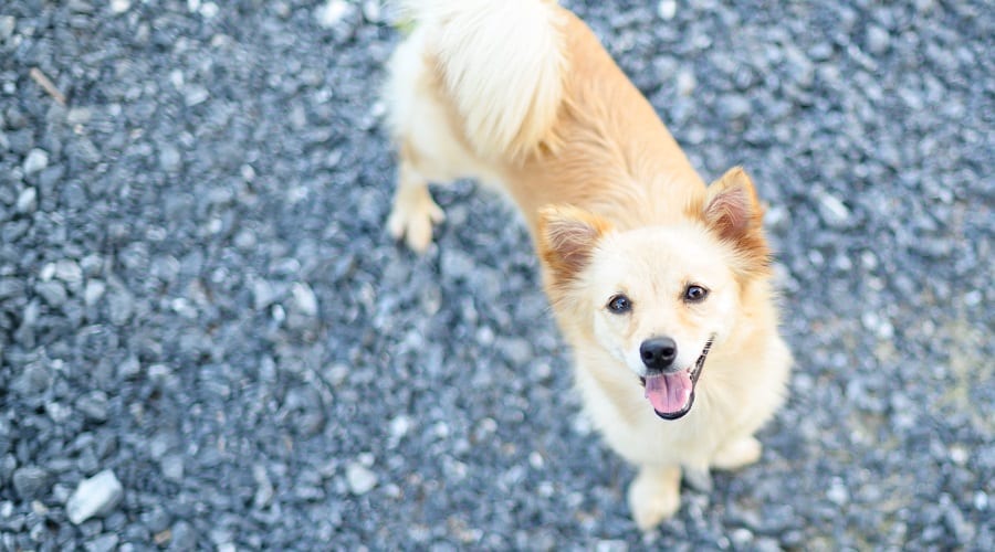 PomShi