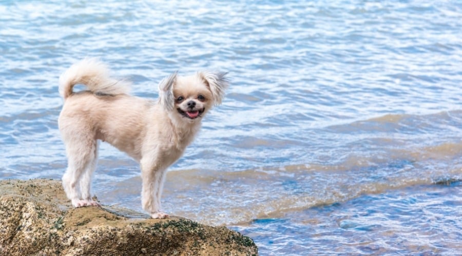 Pomapoo