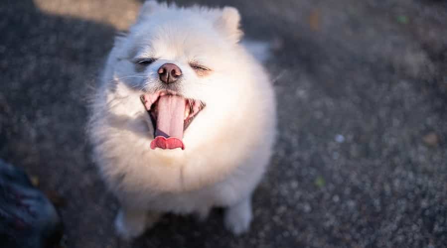 Pomapoo