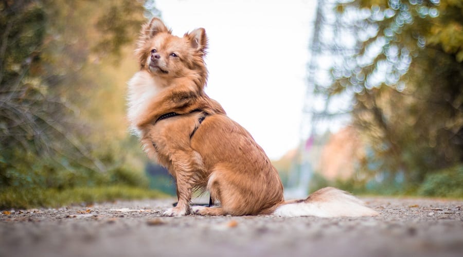 Pomchi