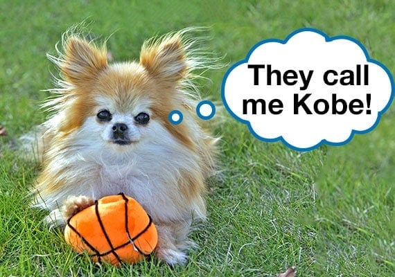 Pomeranian Chihuahua mix playing with basketball plush dog toy