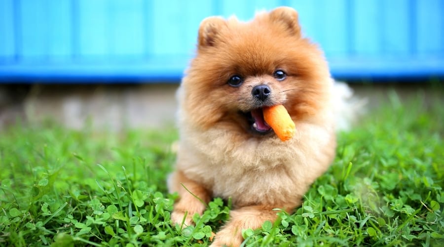Pomeranian Dog Chews on Orange Vegetable