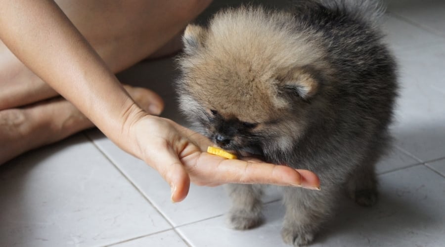 Pomeranian Dog Eating Chunk of Fruit