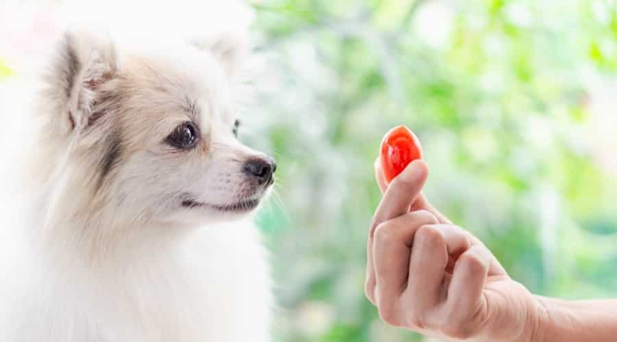 Pomeranian Dog Looking at Cherry Tomato