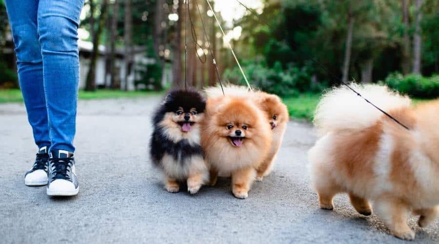 Dog walker enjoying with Pomeranian dogs in park on leash