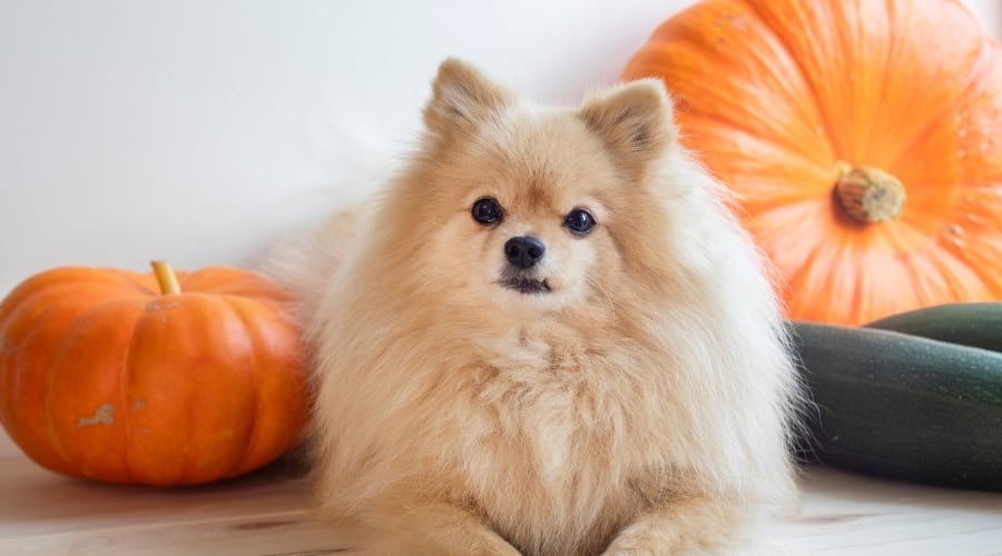 Pomeranian Dog Posing With Gourds