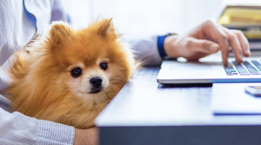 Pomeranian on a person's lap who is on a laptop.