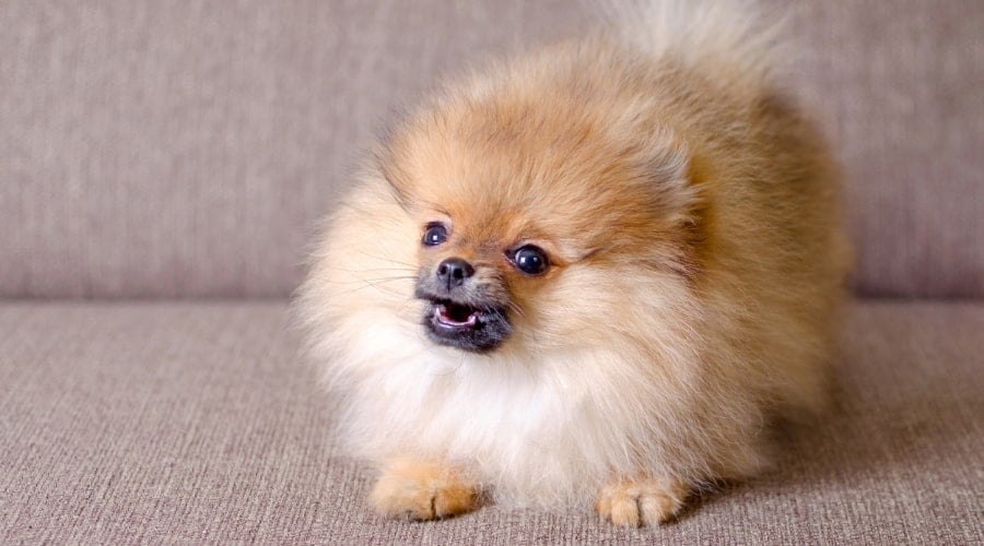 Pomeranian Puppy on a Couch