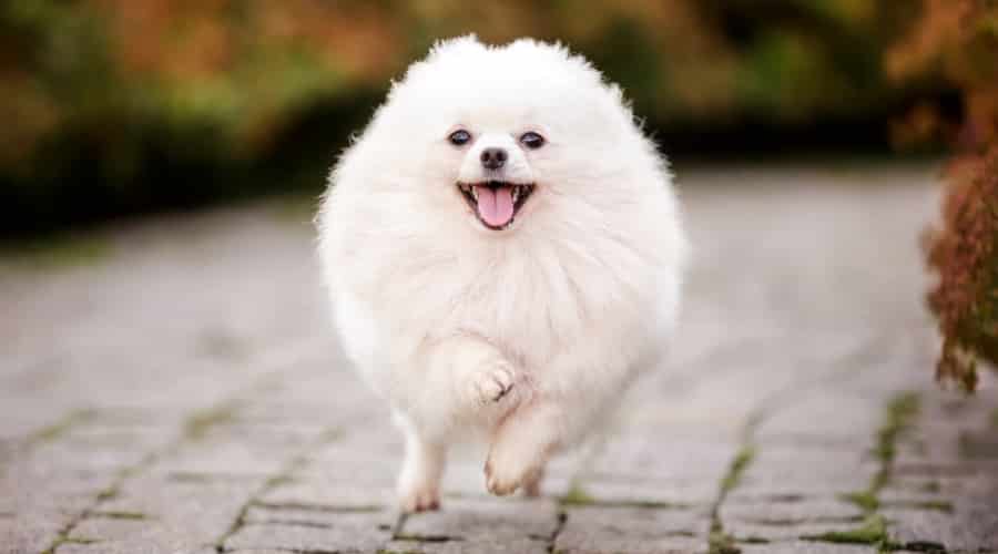 Pomeranian Running on Path