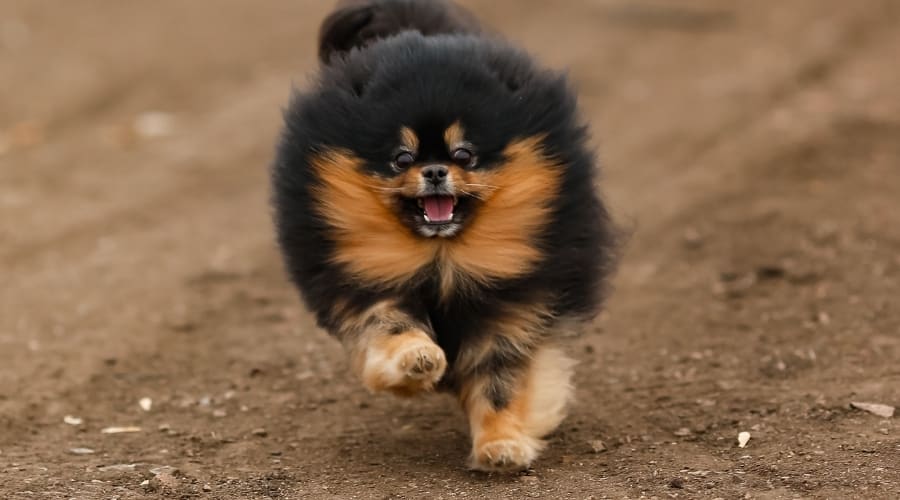 Pomeranian Running