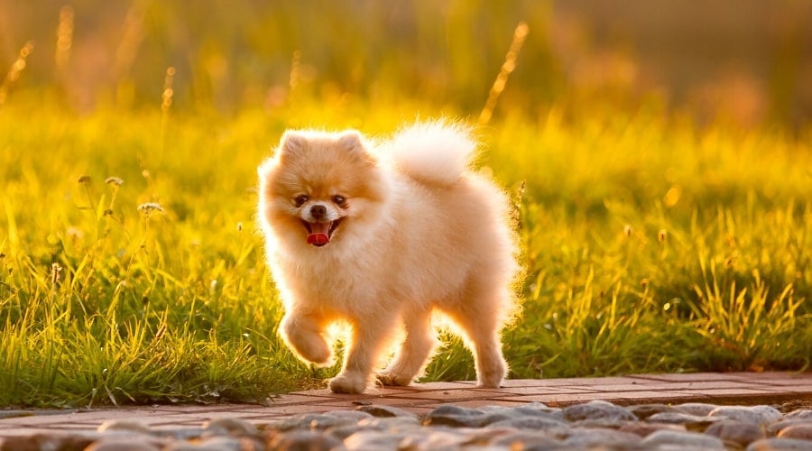 Pomeranian Walking Through Park