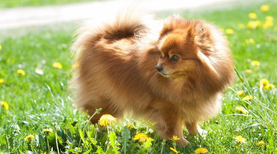 Pomeranian With Long Coat