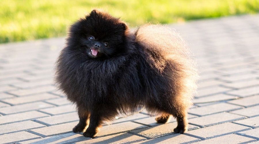Pom With Unique Coat